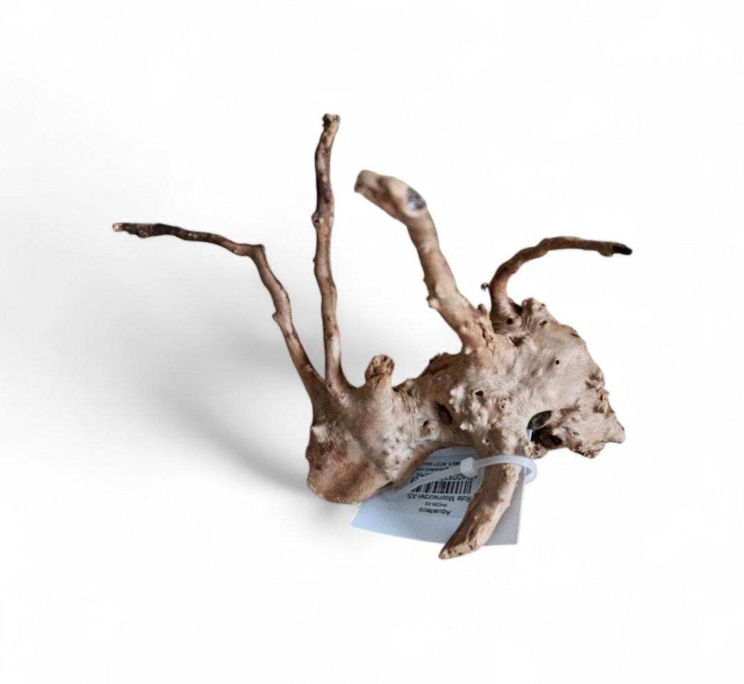 Rote Moorwurzel / Fingerwurzel  Größe S  Nr.49