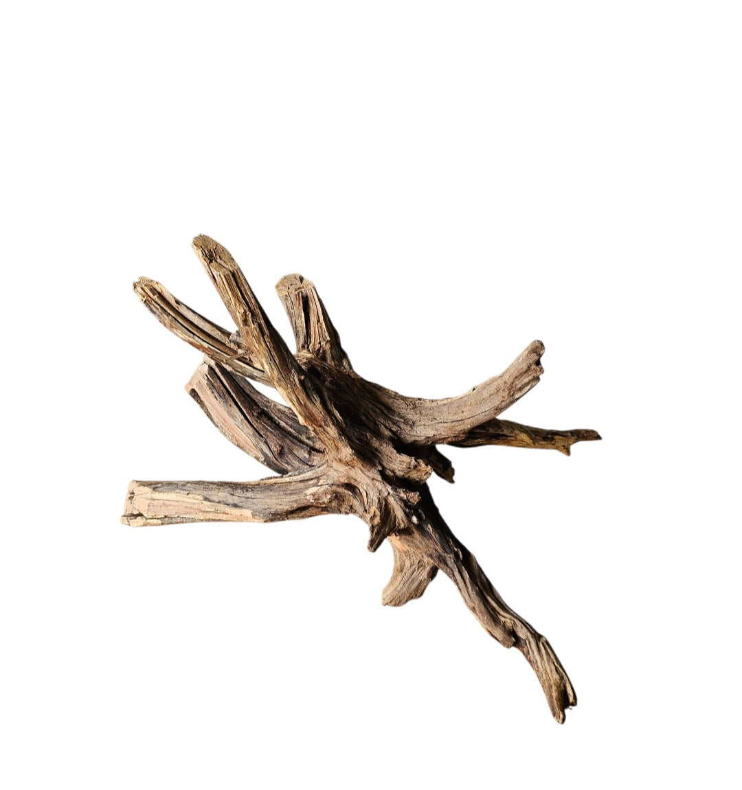 Coral Sinker Wood   Nr. 869