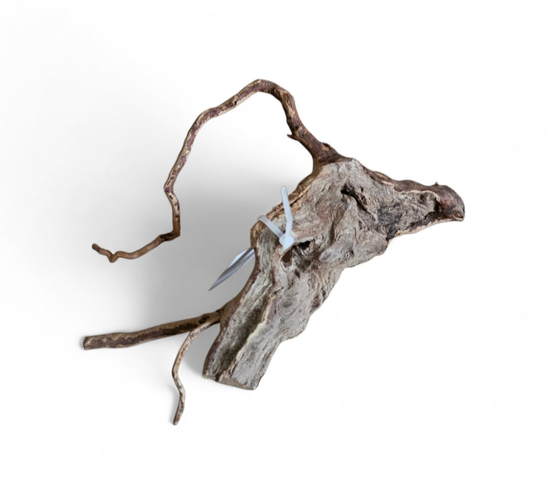 Rote Moorwurzel / Fingerwurzel  Größe S    Nr.105