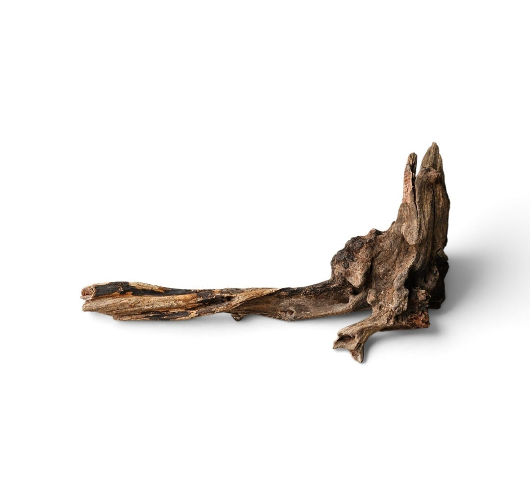 Coral Sinker Wood   Nr.614