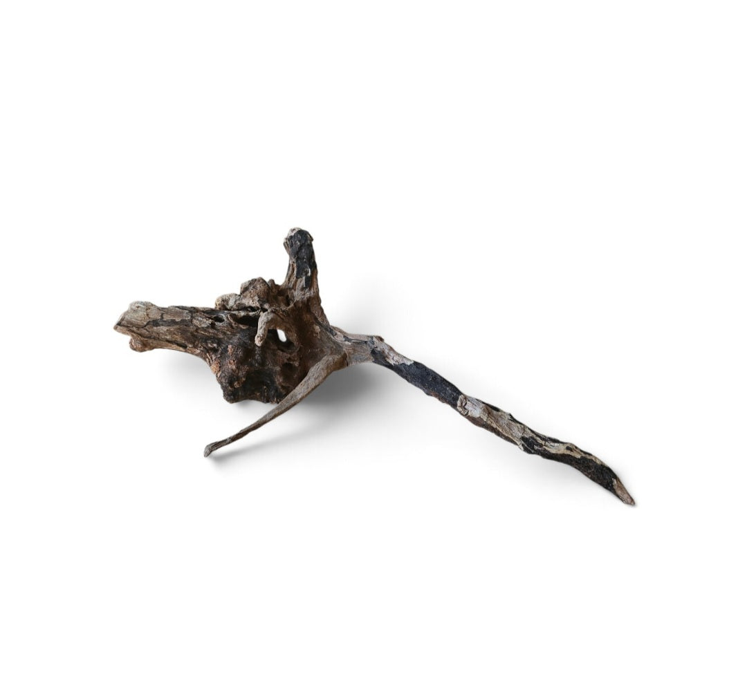 Coral Sinker Wood   Nr.643