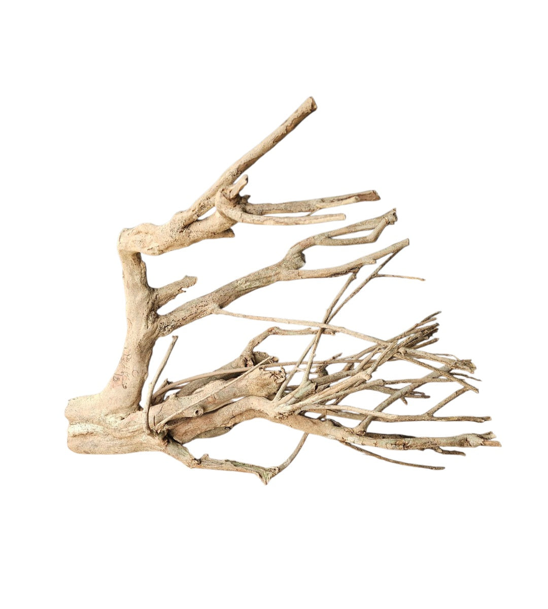 talawa wurzel mit zahlreichen ästen