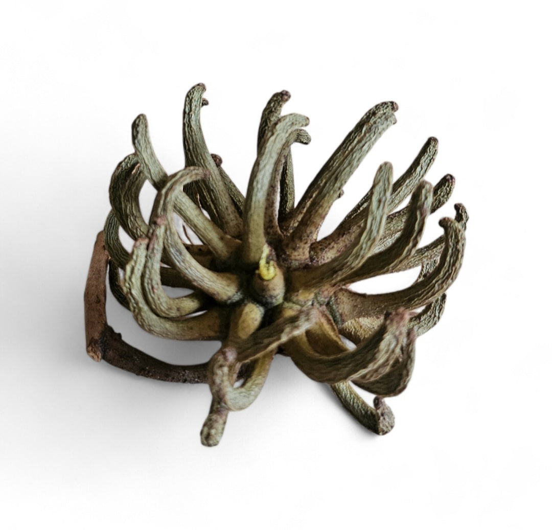 Spidergum Klaue 6-8cm | Eucalyptus Lehmannii