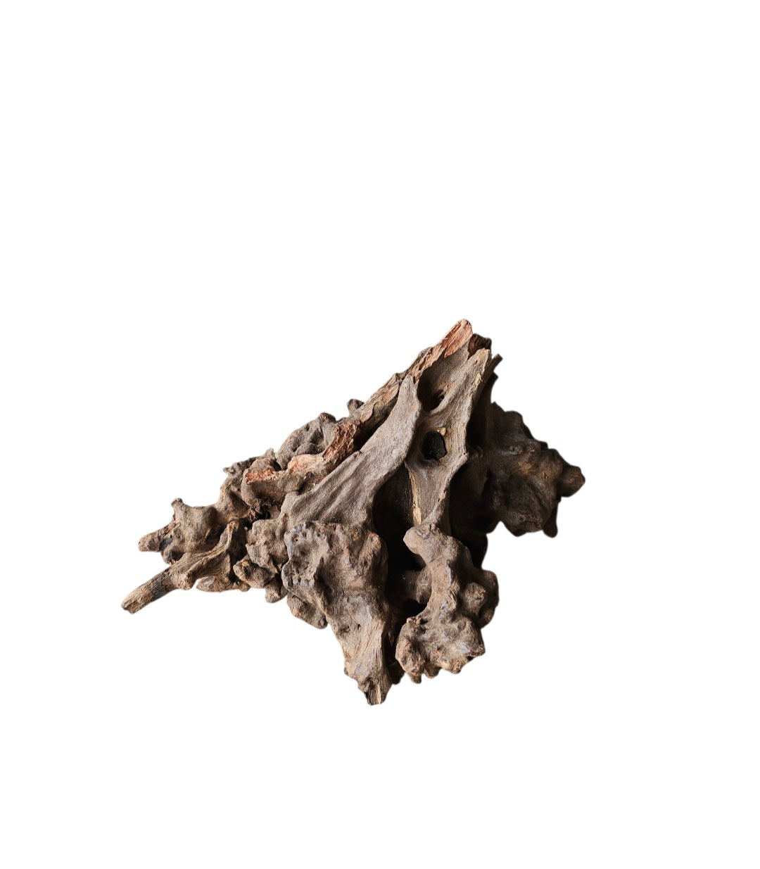 Coral Sinker Wood   Nr. 876