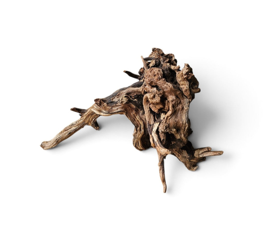 Coral Sinker Wood   Nr.559