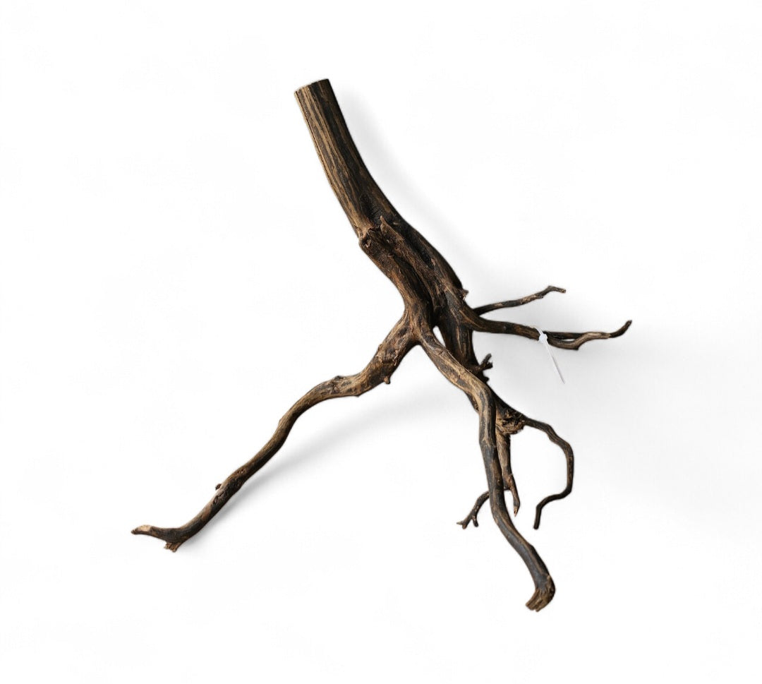 Black Root  Nr.766