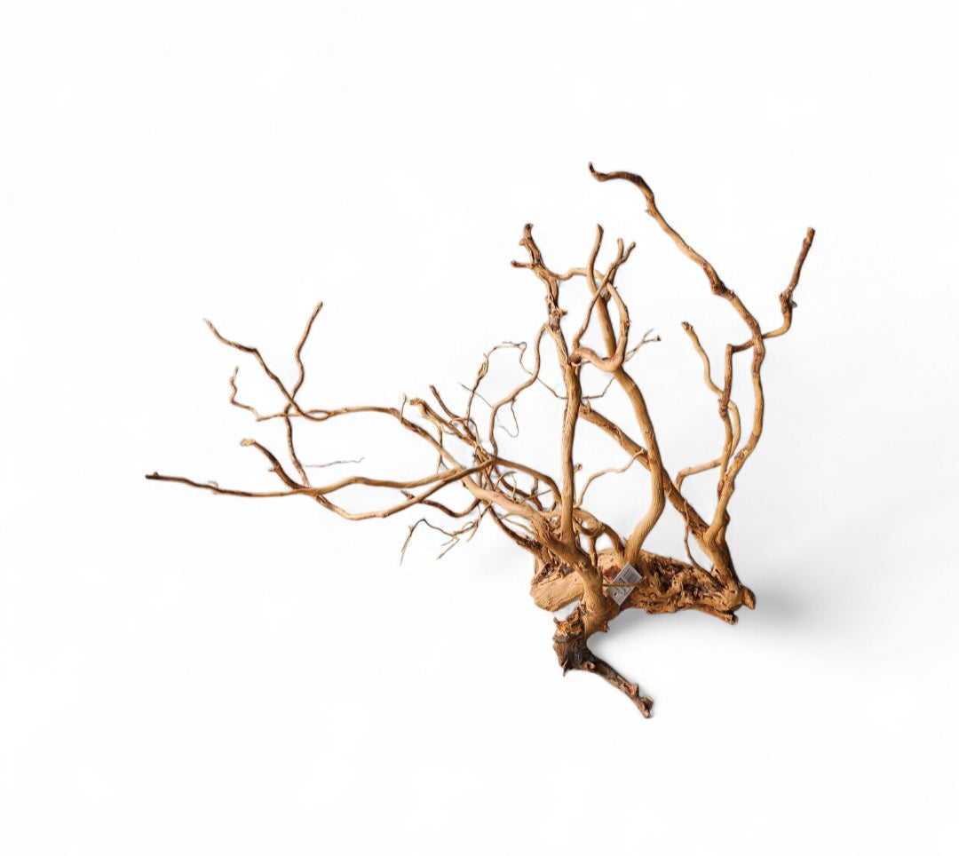 Dragon Wood / Curl Wood  Wurzel404