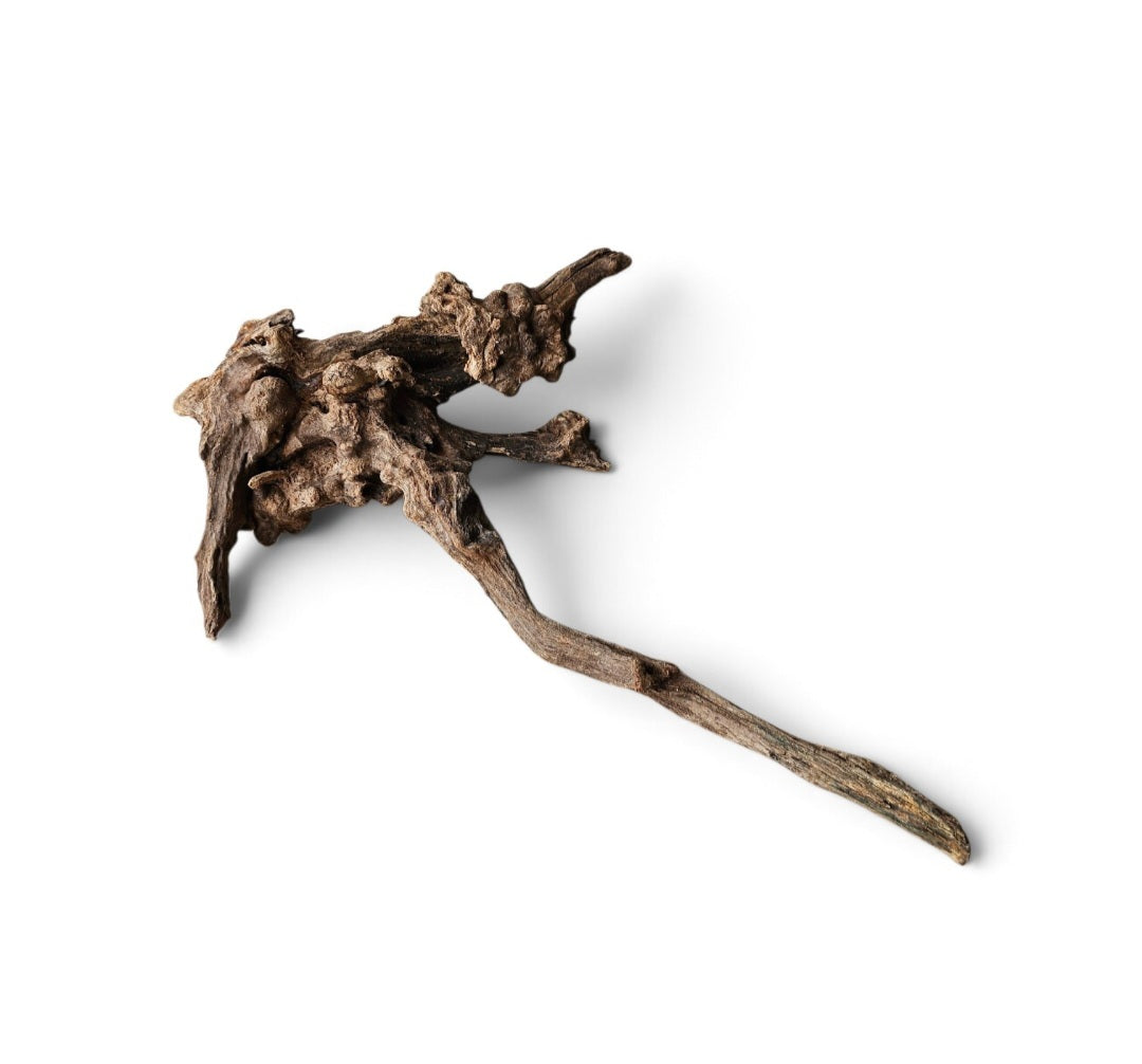 Coral Sinker Wood   Nr.617