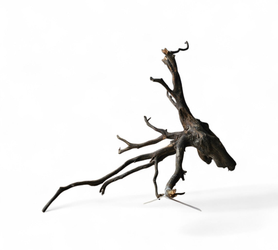 Black Root  Nr.768