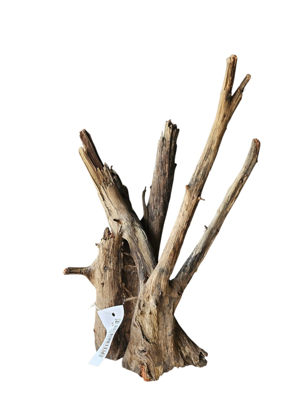 Corbo Wurzel medium  Nr.1002