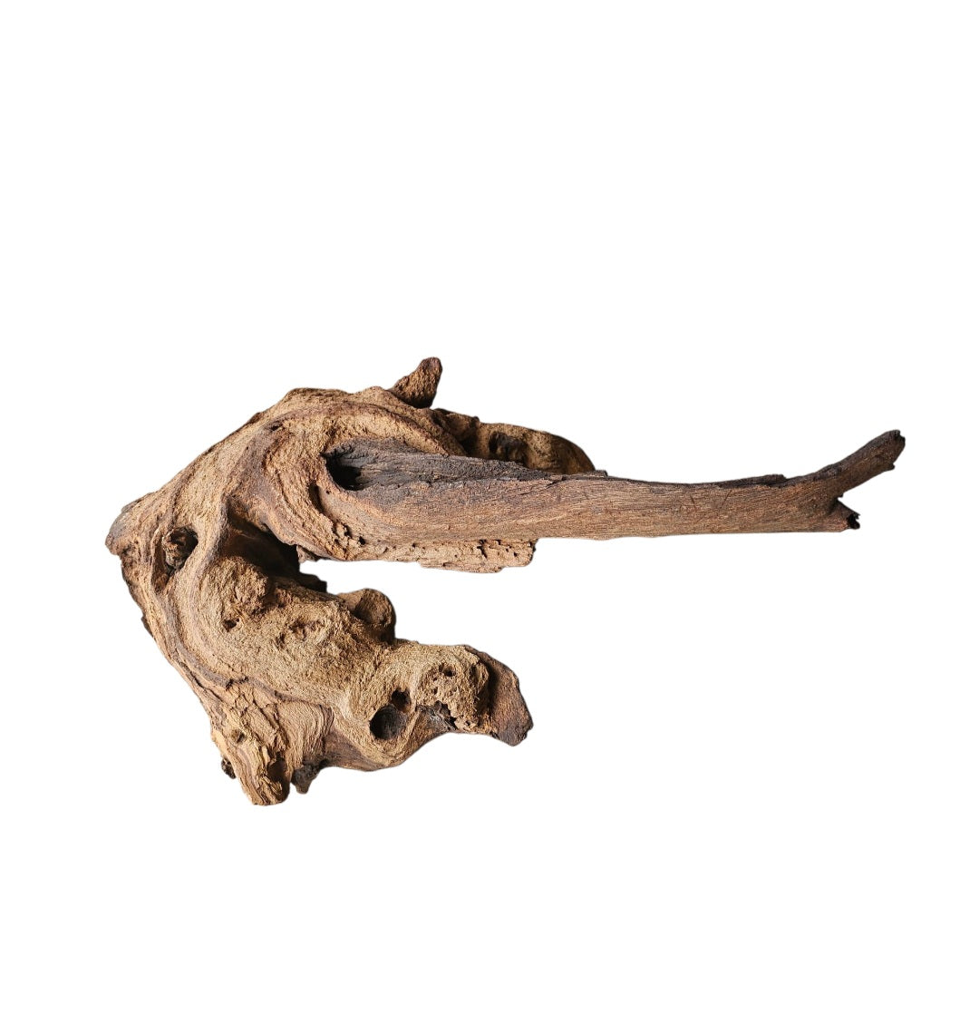 Mopani Wurzel  Nr.819