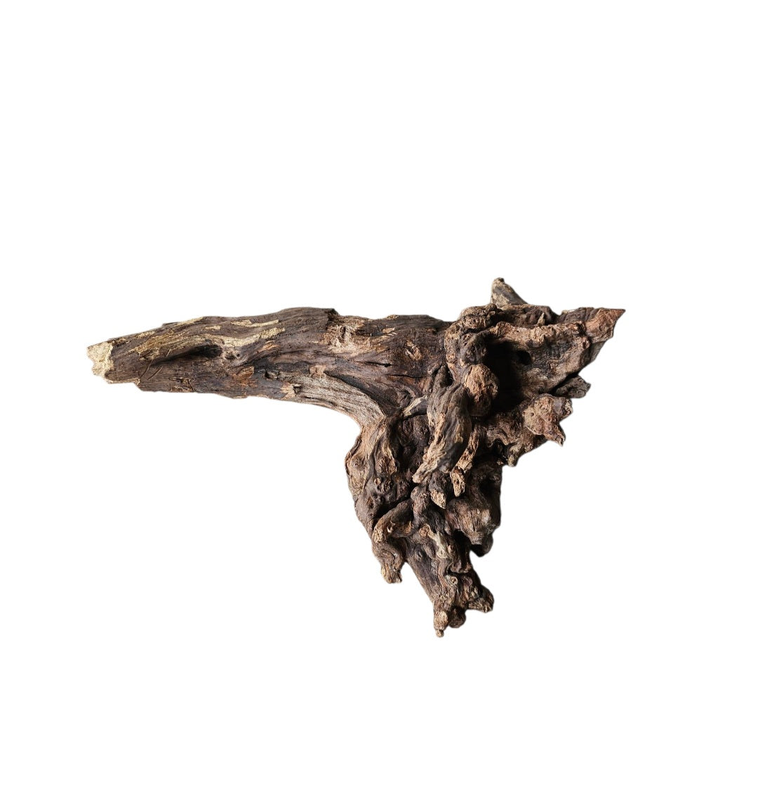 Coral Sinker Wood   Nr.650