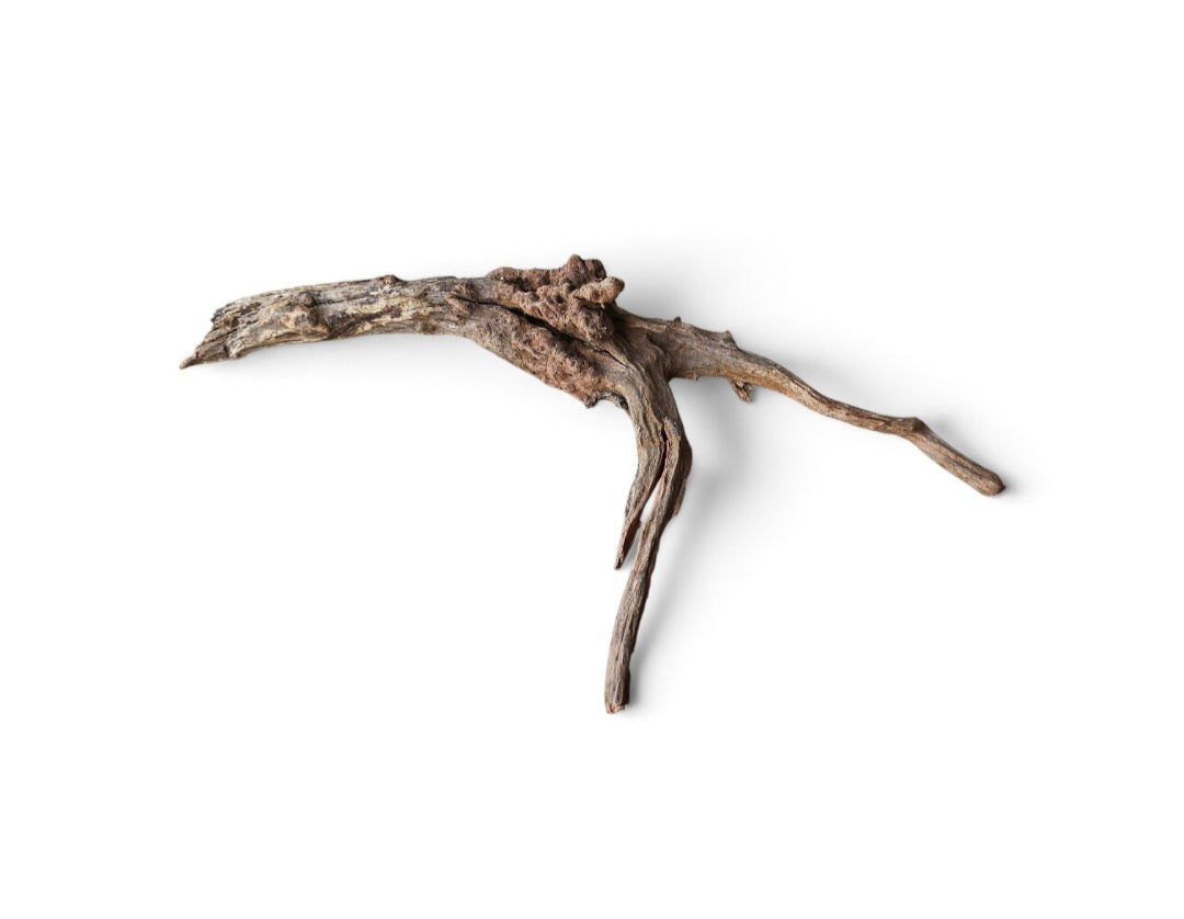 Coral Sinker Wood   Nr.633