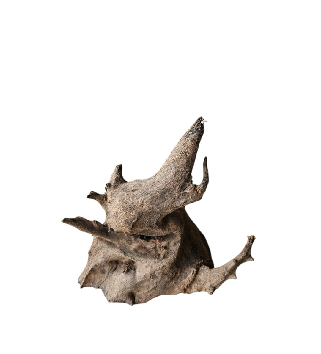 Corbo Wurzel Nano   Nr.1000