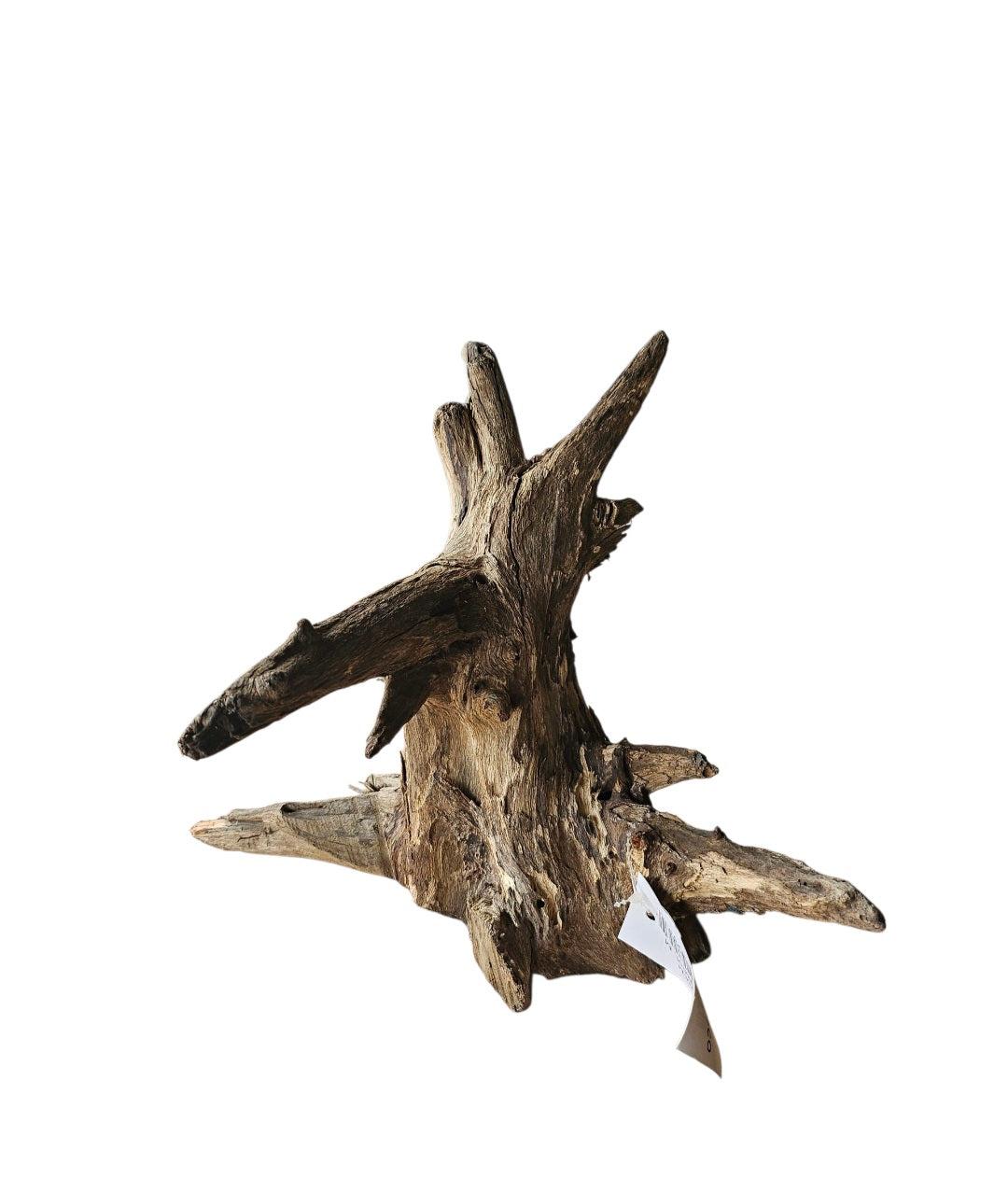 Corbo Wurzel medium  Nr.1001