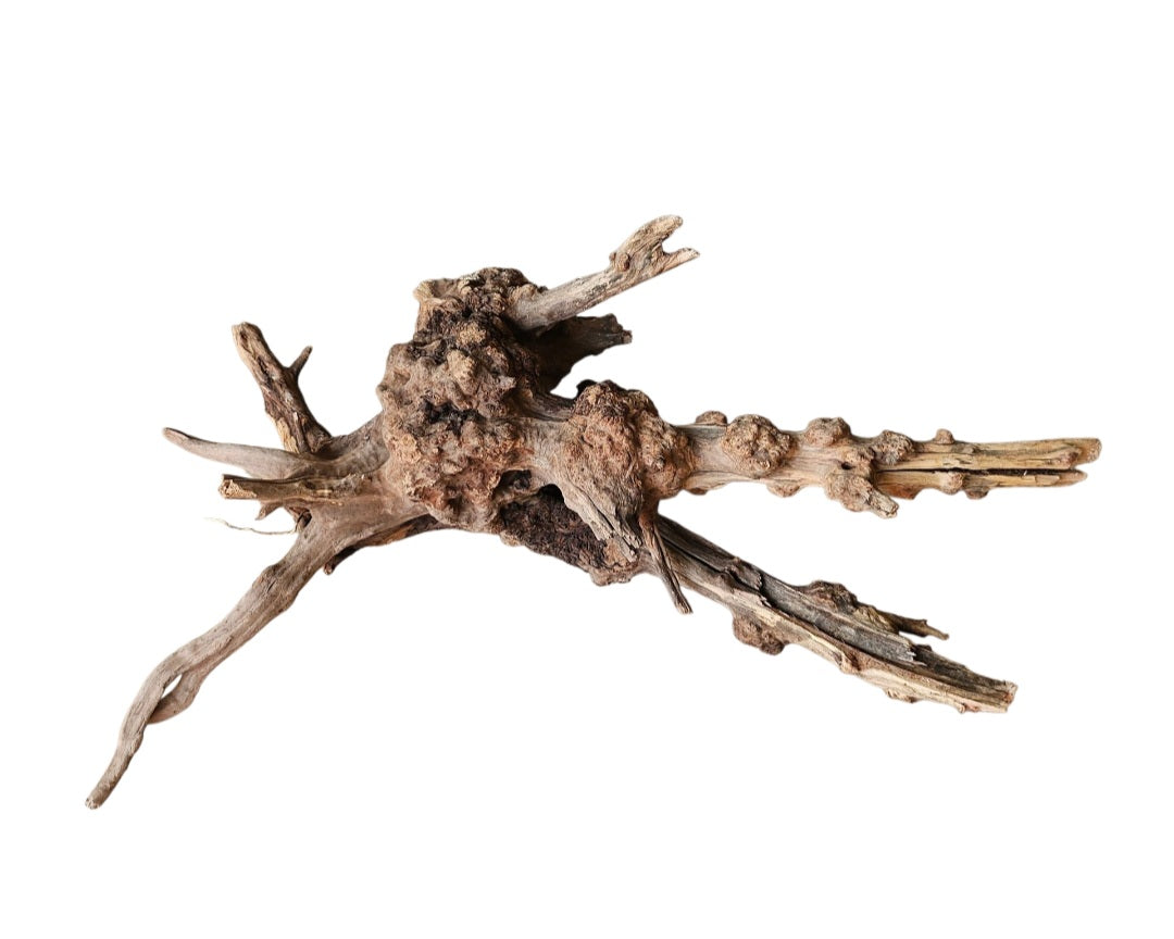Coral Sinker Wood   Nr. 892