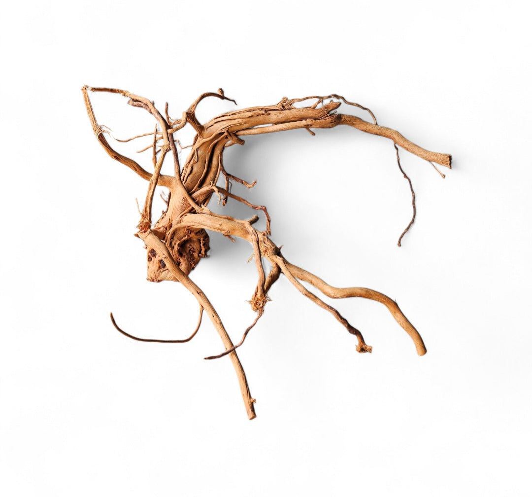 Dragon Wood / Curl Wood  Wurzel404