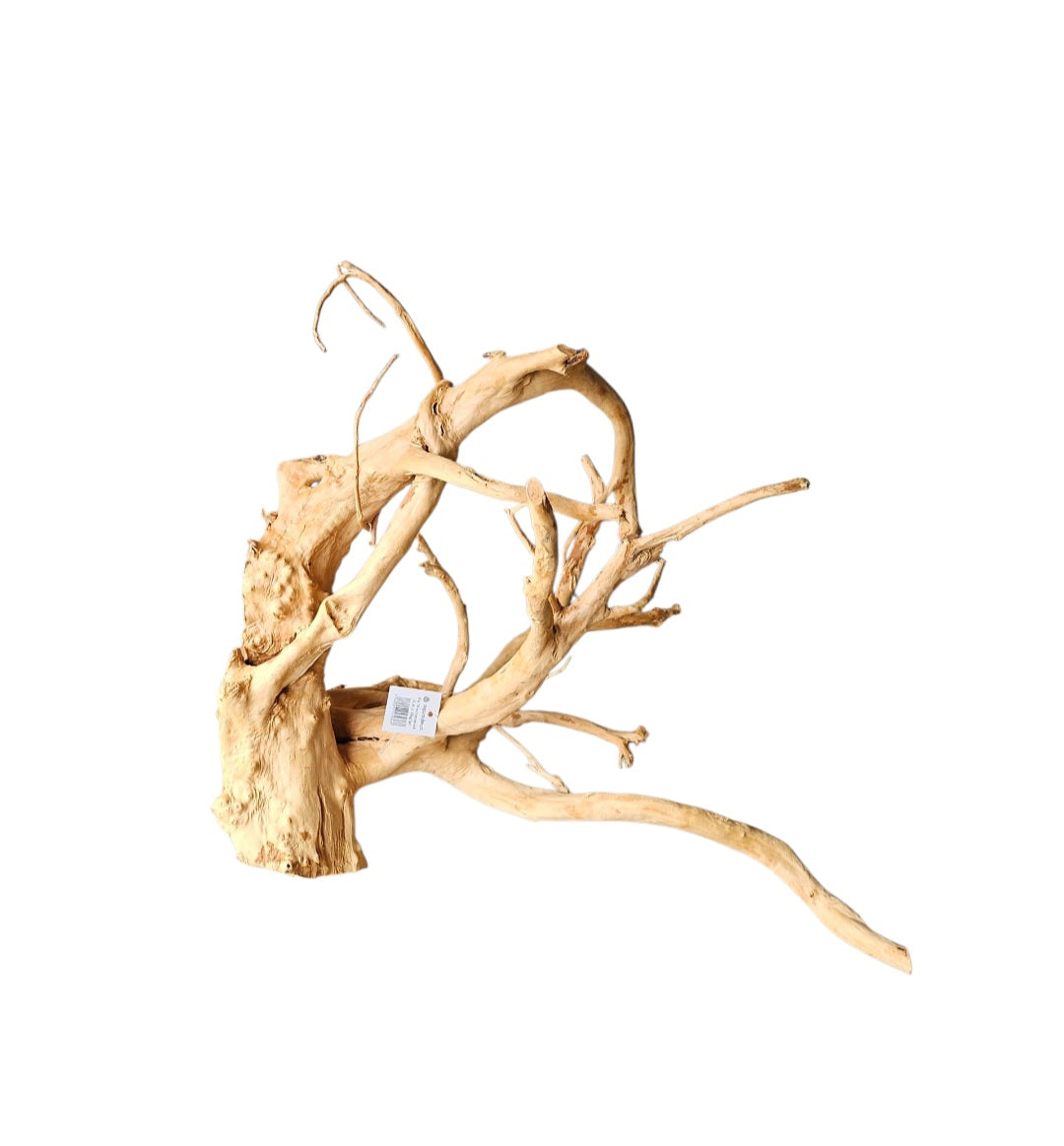 Rote Moorwurzel / Fingerwurzel  Größe L    Nr.901