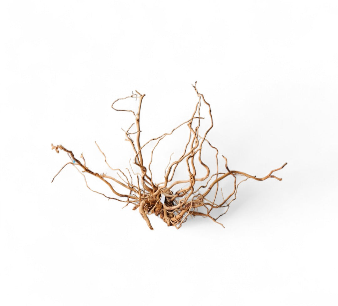 Dragon Wood / Curl Wood  Wurzel405