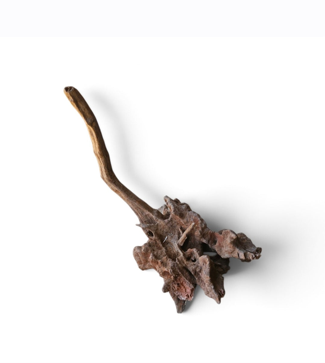 Coral Sinker Wood   Nr.644