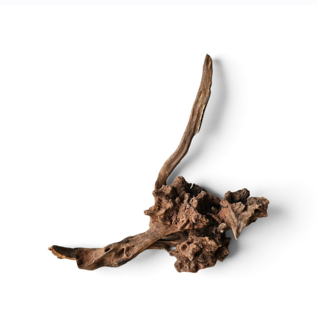 Coral Sinker Wood   Nr.551