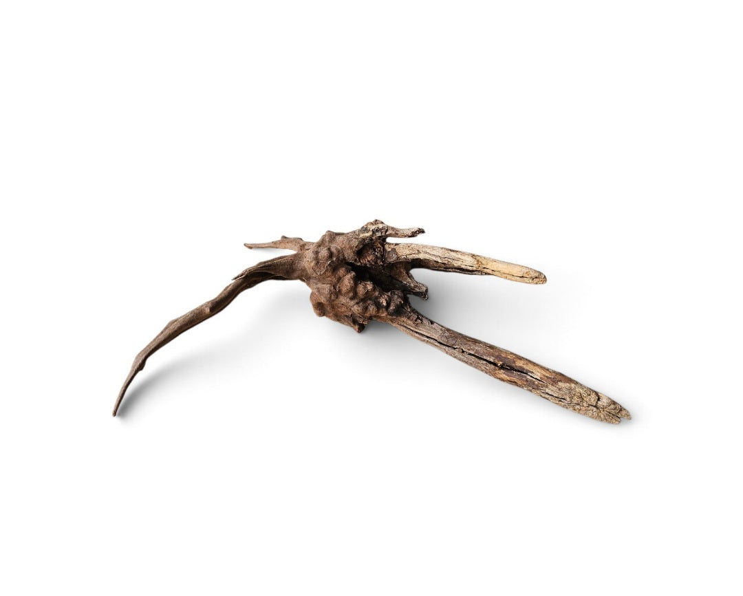 Coral Sinker Wood   Nr. 194