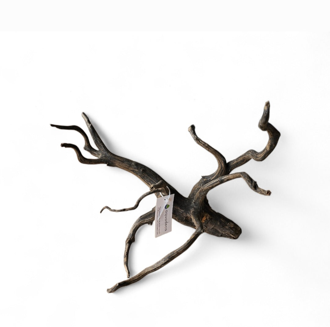 Black Root M  Wurzel426