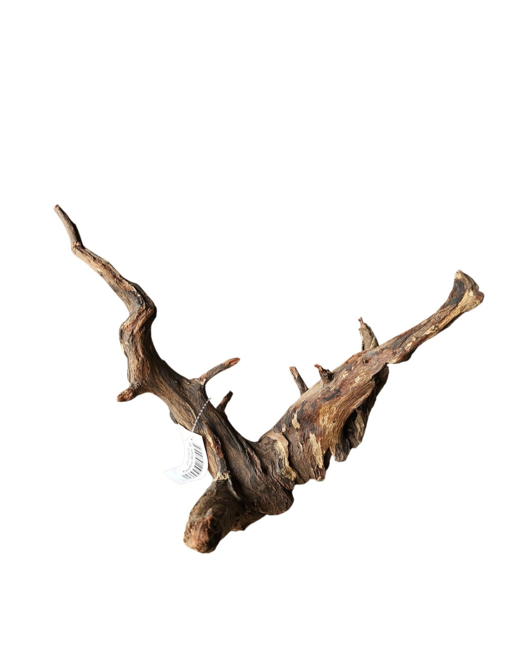 Corbo Wurzel medium  Nr.917