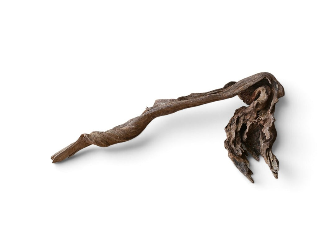 Coral Sinker Wood   Nr.650