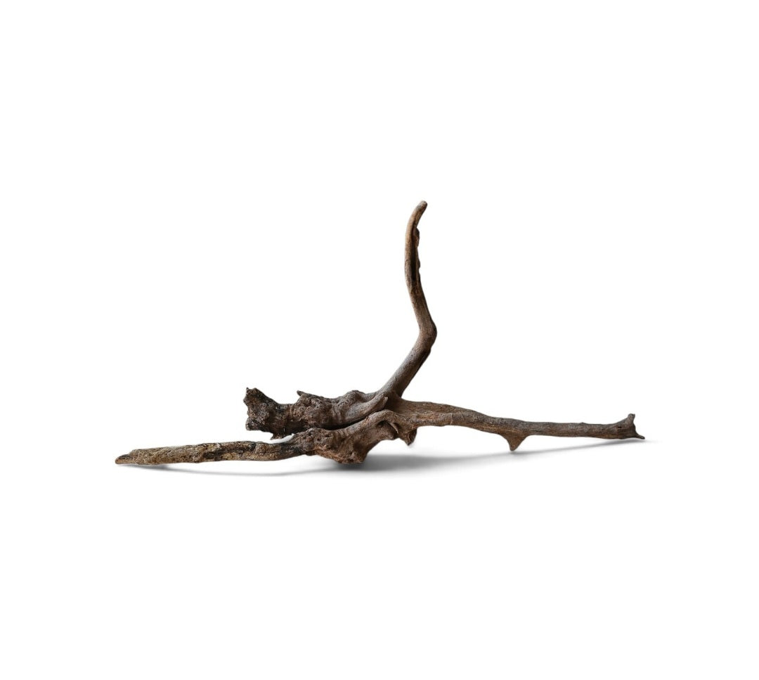 Coral Sinker Wood   Nr.640