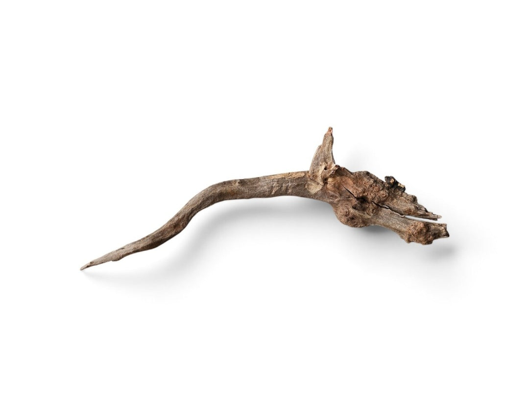 Coral Sinker Wood   Nr.612