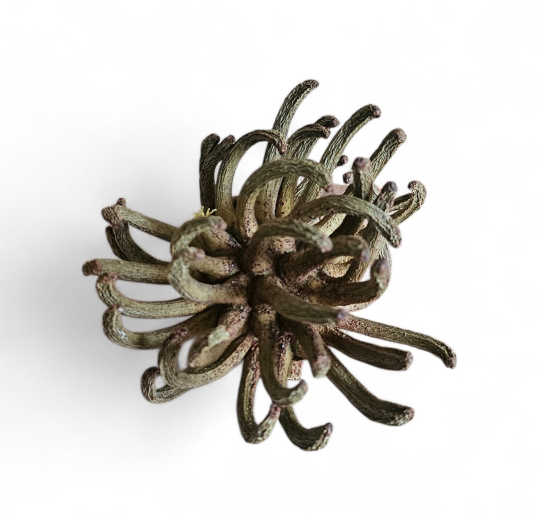 Spidergum Klaue 6-8cm | Eucalyptus Lehmannii