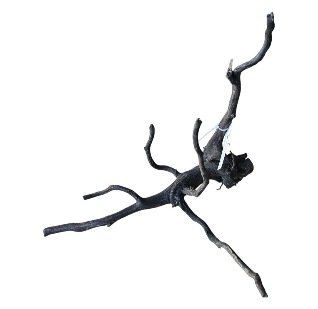 Black Root M  Wurzel279