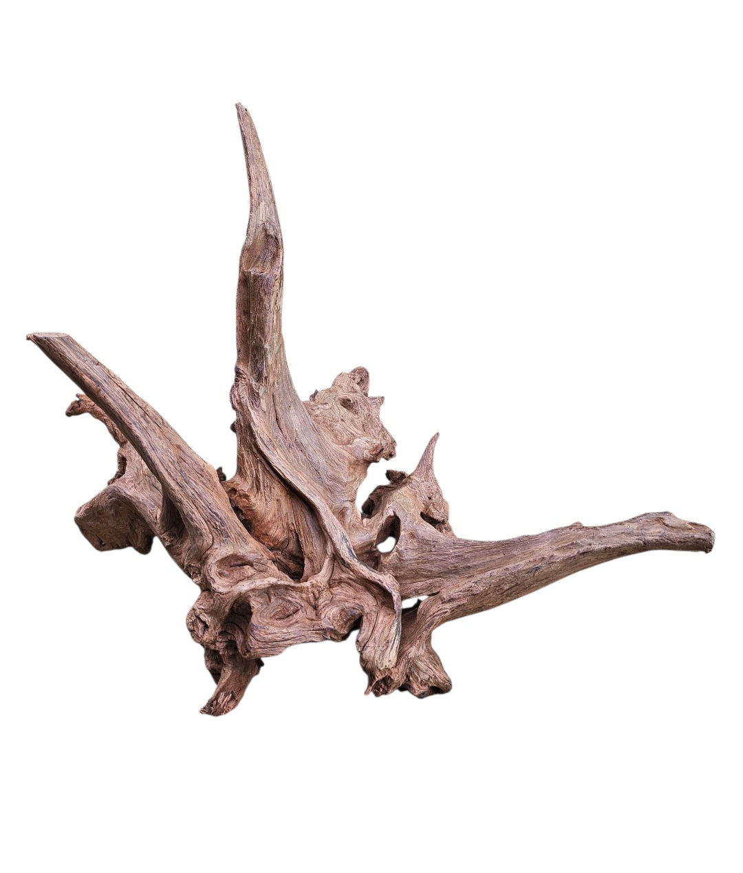 Driftwood / Flusswurzel   Nr. 495