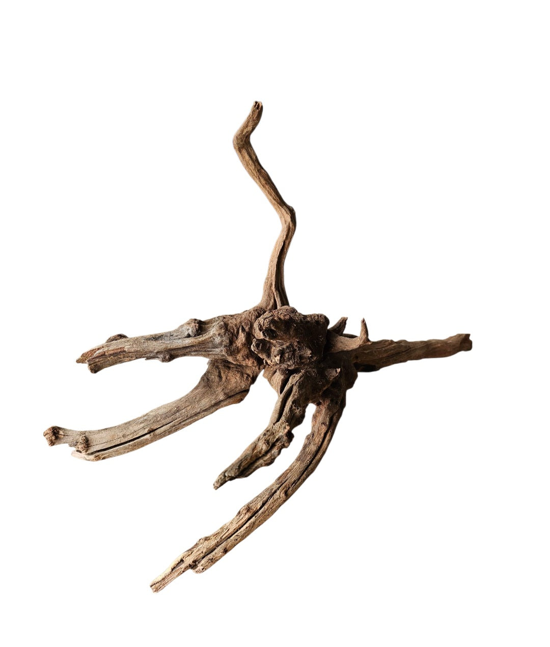 Coral Sinker Wood   Nr. 459