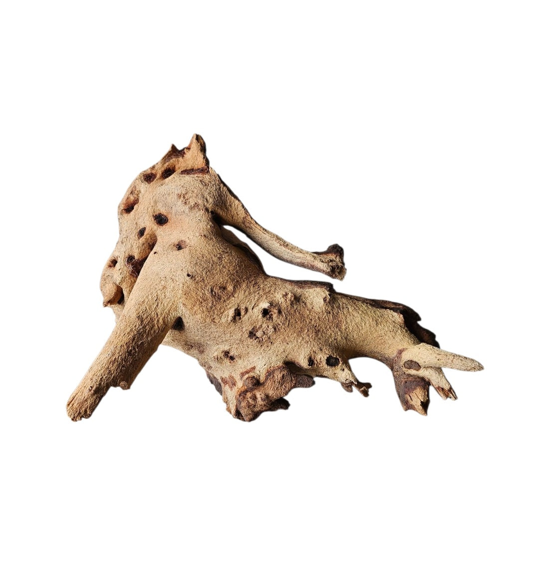 Mopani Wurzel  Nr.735