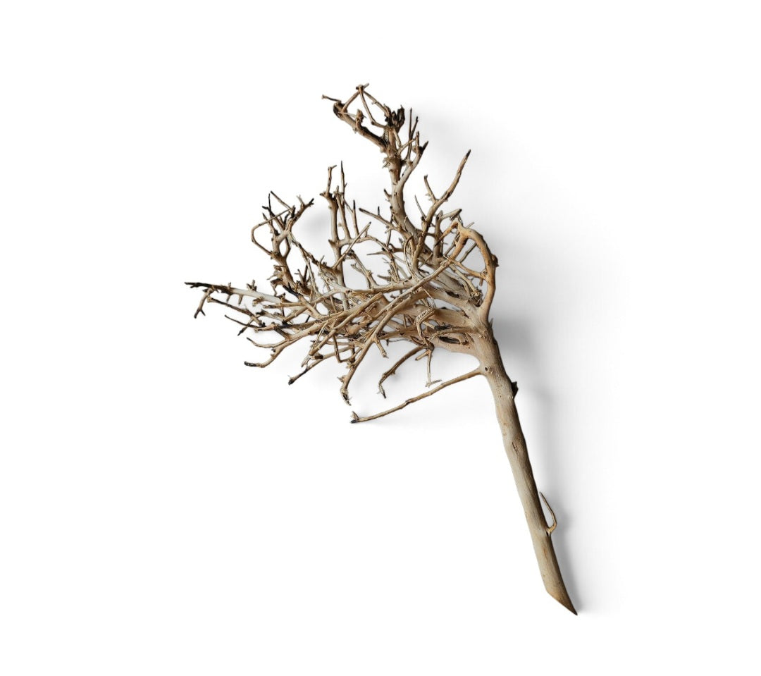Small tree branches  Nr.665