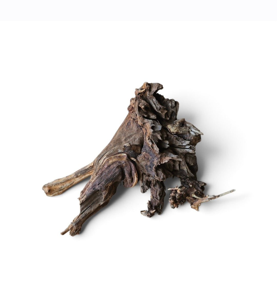 Coral Sinker Wood   Nr.622