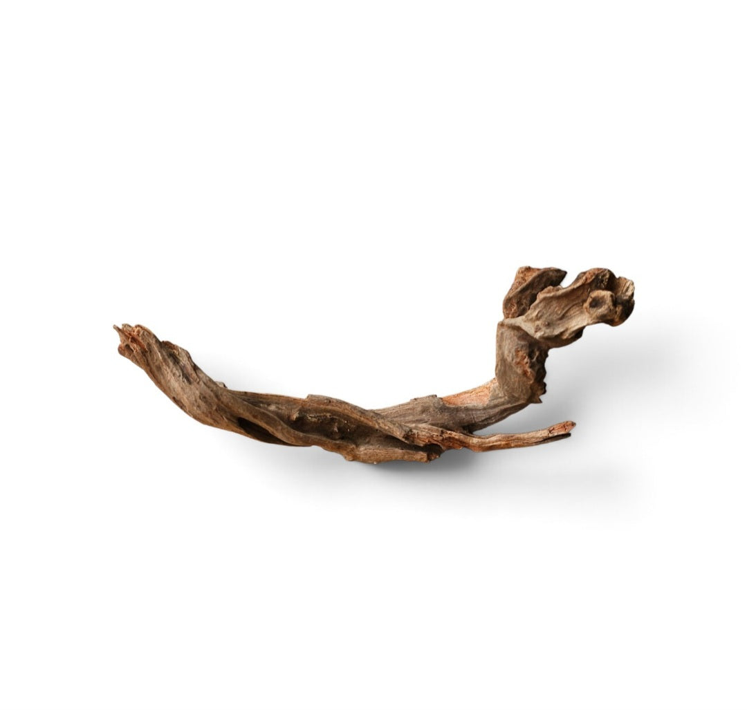 Coral Sinker Wood   Nr.619
