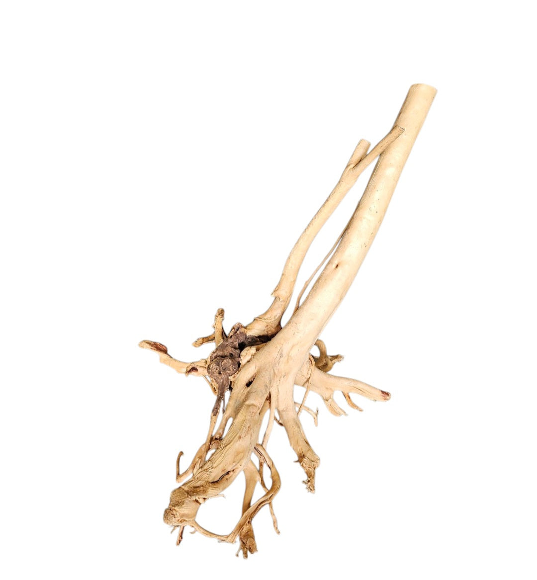 Rainforest Wood Stump  Nr.475