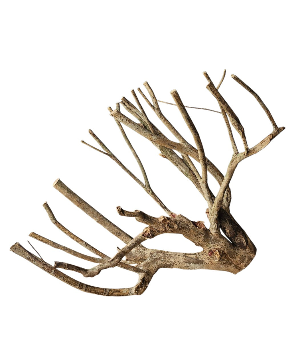 Talawa Holz / Wood 50-70 cm   Nr. 159