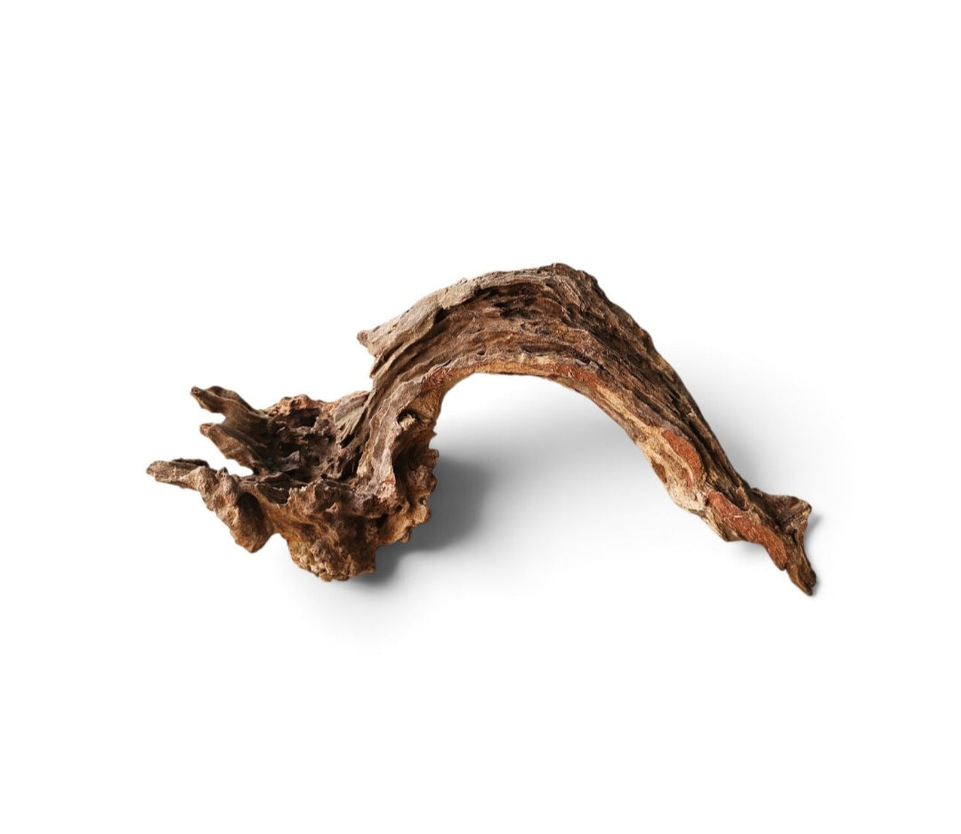 Coral Sinker Wood   Nr.562