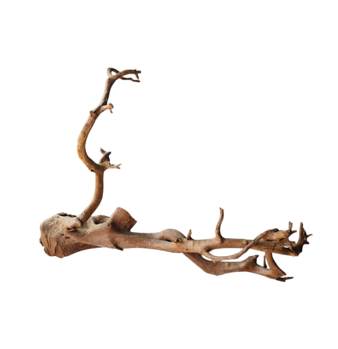 Dunkle Moorwurzel 40-55 cm   Wurzel400