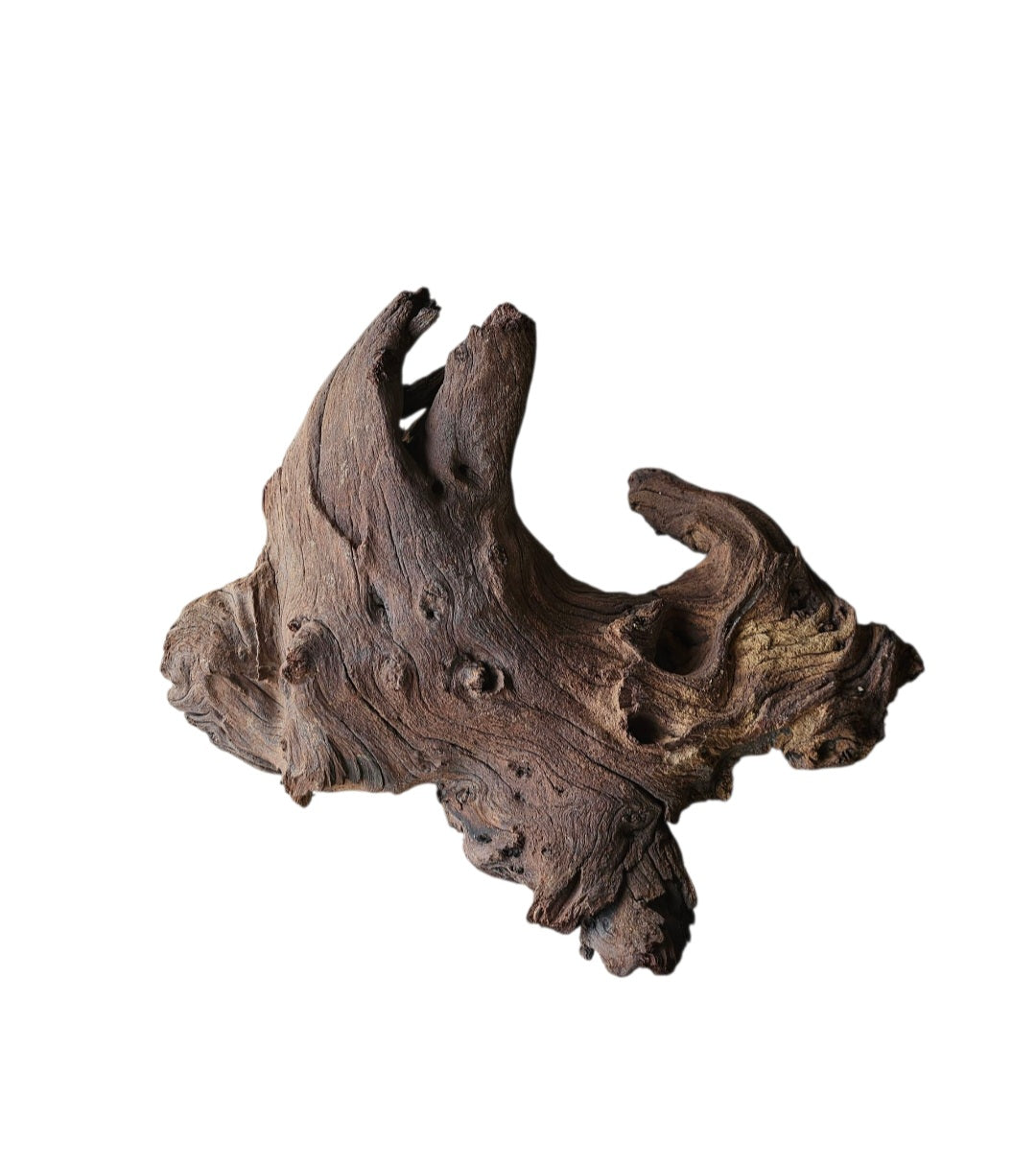 Mopani Wurzel  Nr.371