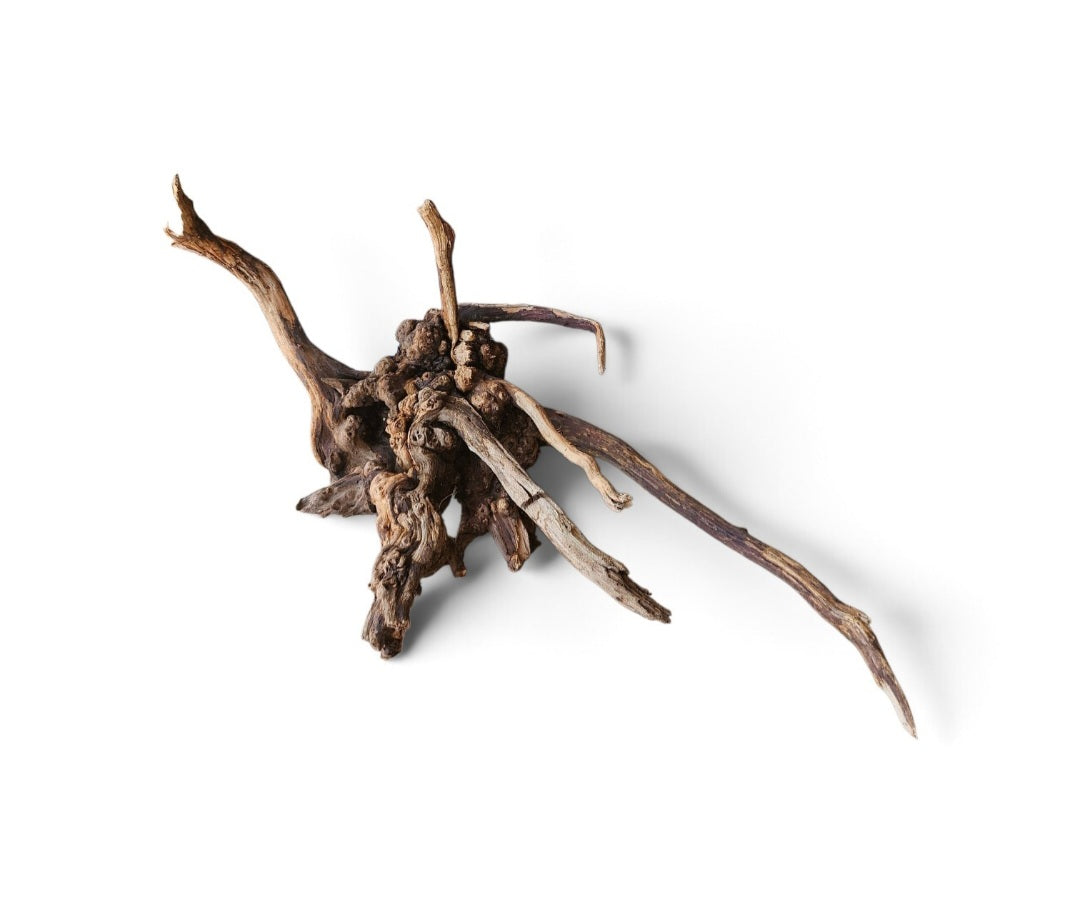 Coral Sinker Wood   Nr.649