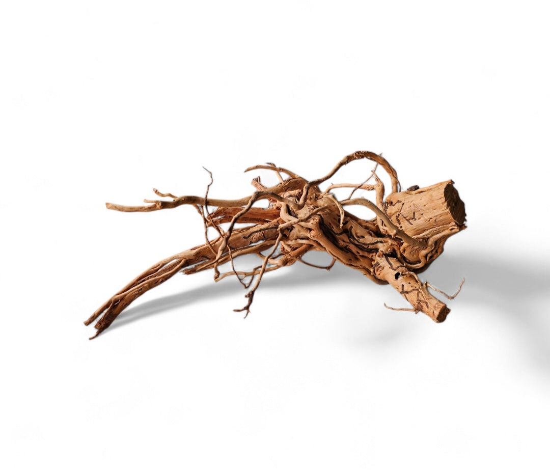 Dragon Wood / Curl Wood  Wurzel327