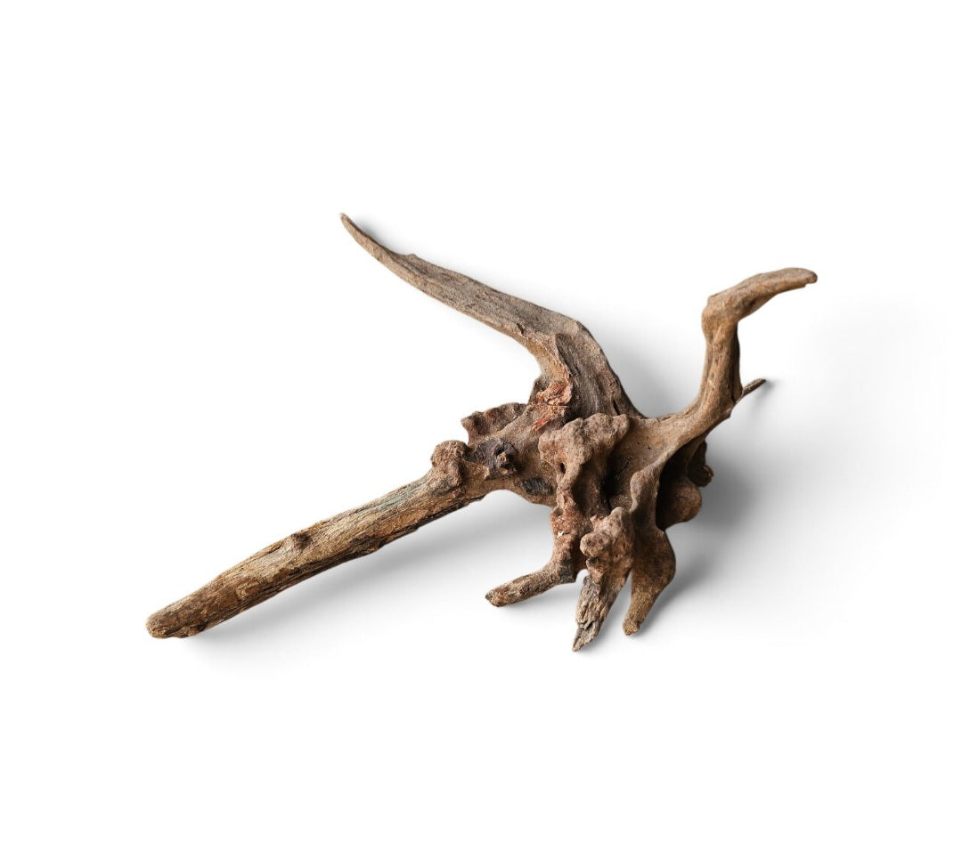 Coral Sinker Wood   Nr.567