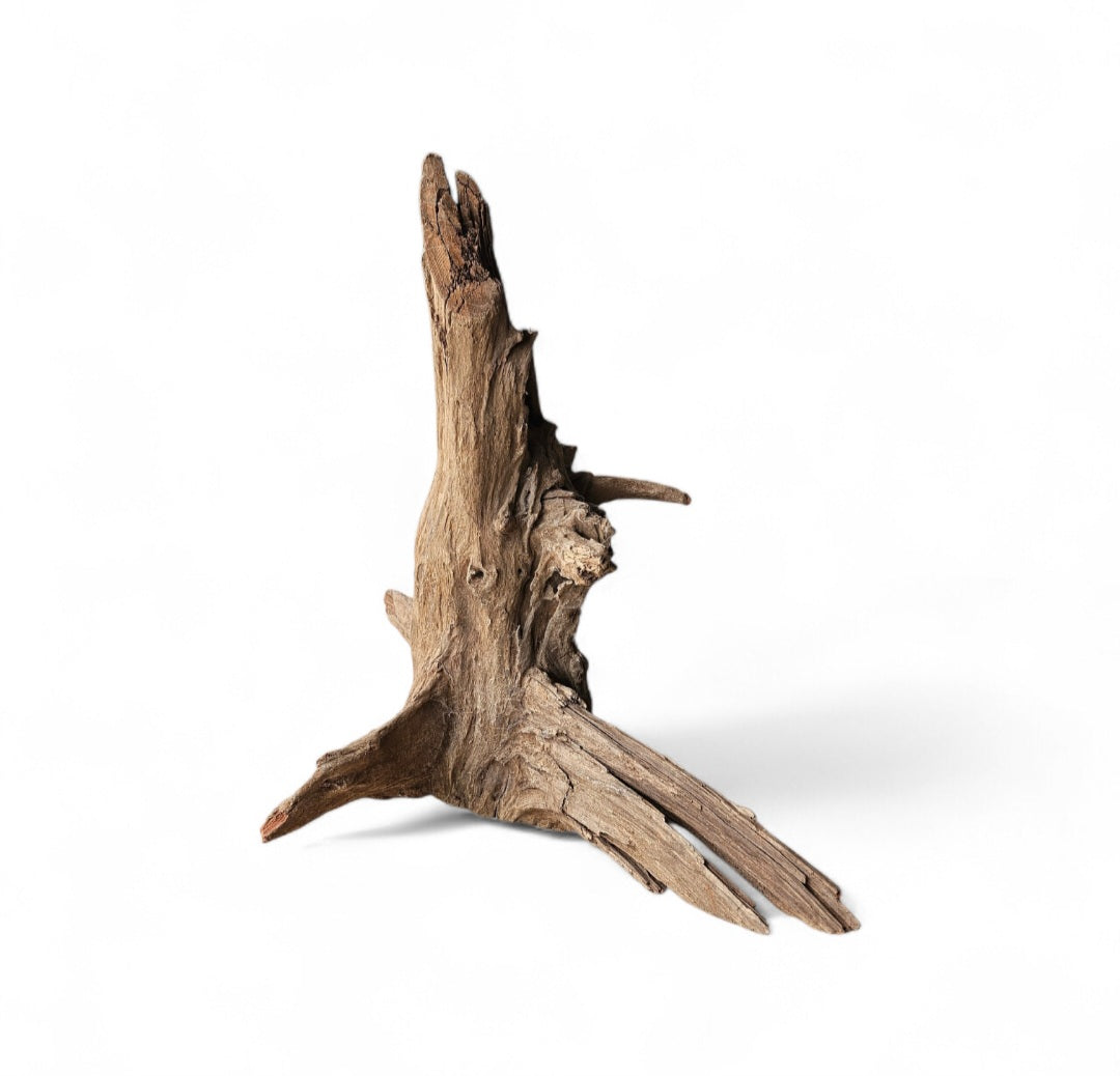 Corbo Wurzel medium  Nr.1003