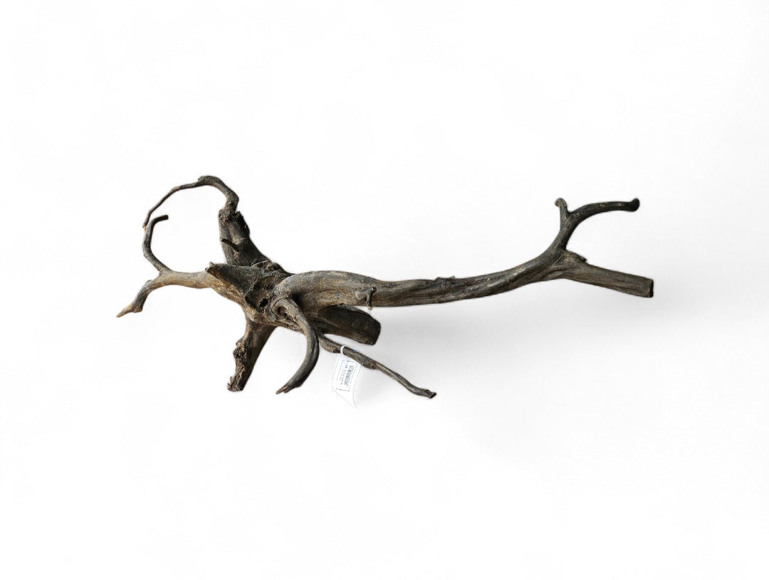 Black Root  Nr.830