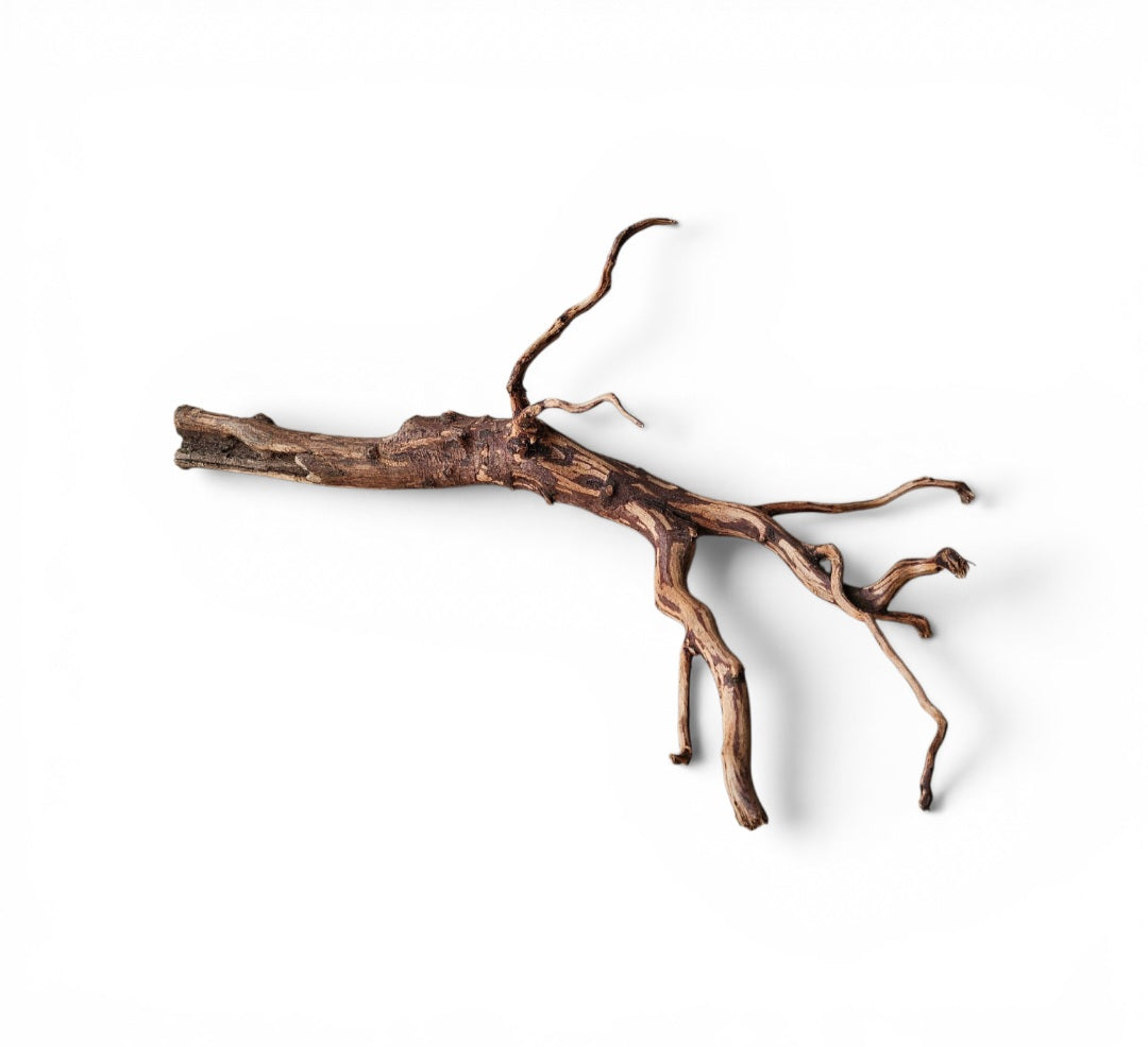 Dark Snake Wood   Nr.584